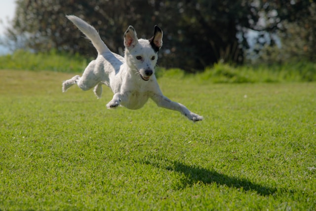 que hacer un domingo en Madrid con perro​